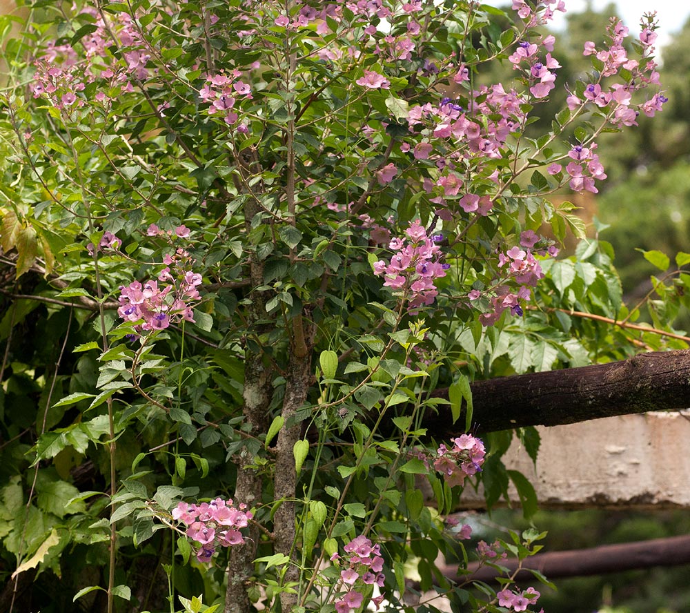Karomia speciosa