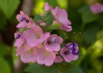Karomia speciosa