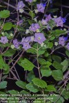 Karomia speciosa
