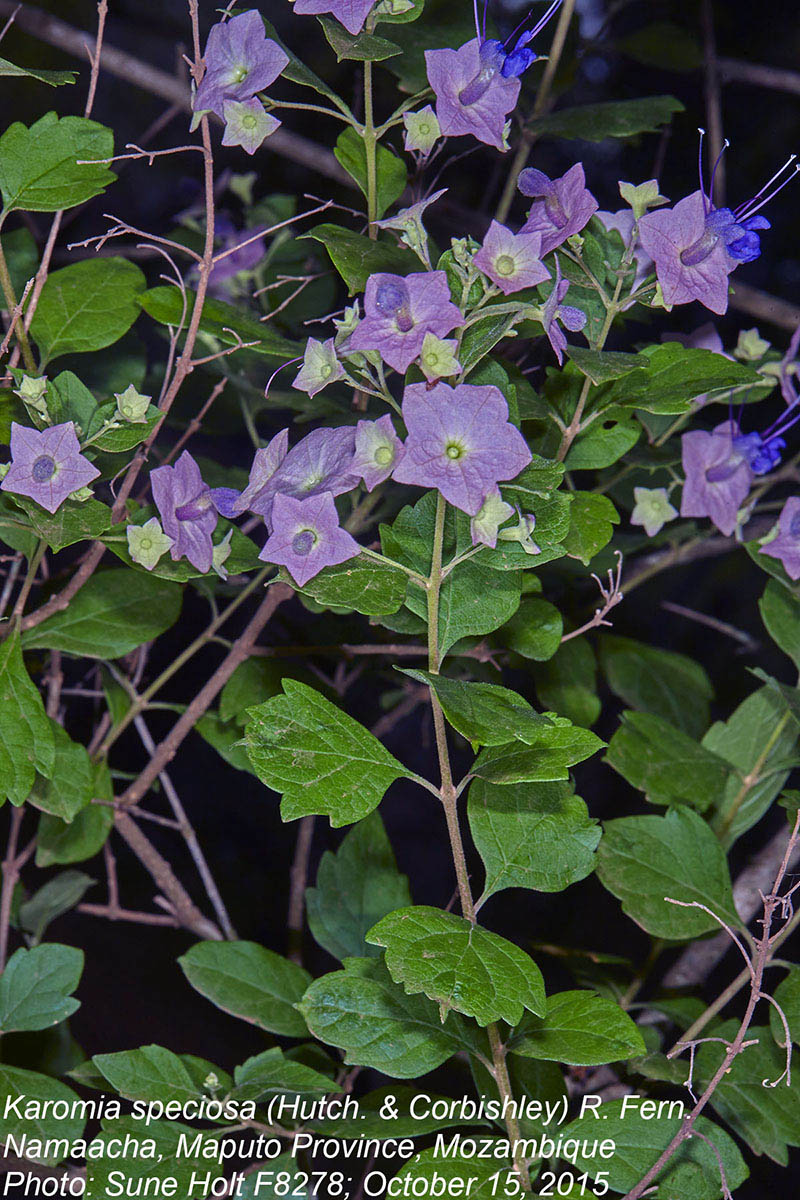 Karomia speciosa
