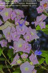 Karomia speciosa
