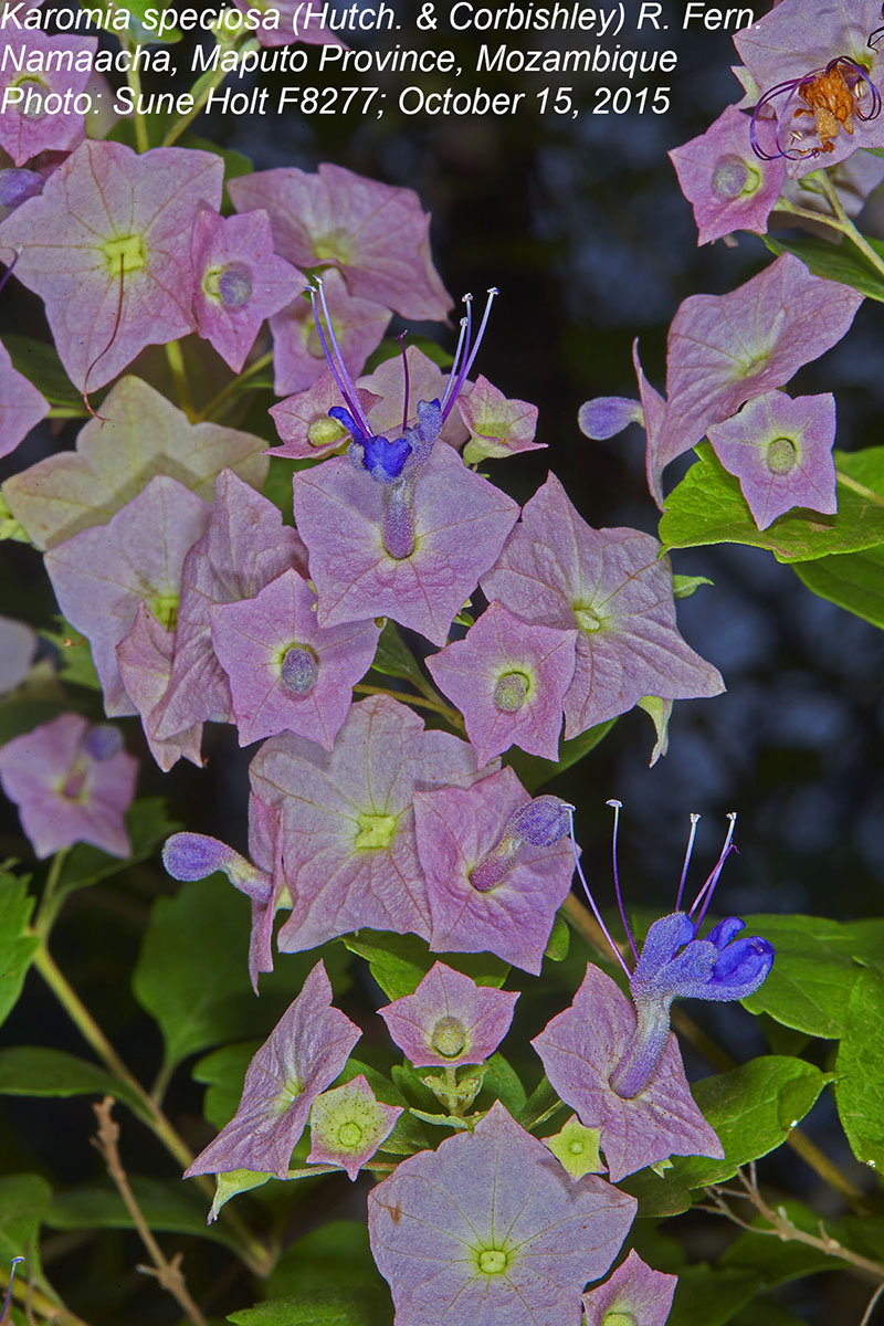 Karomia speciosa