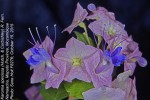 Karomia speciosa