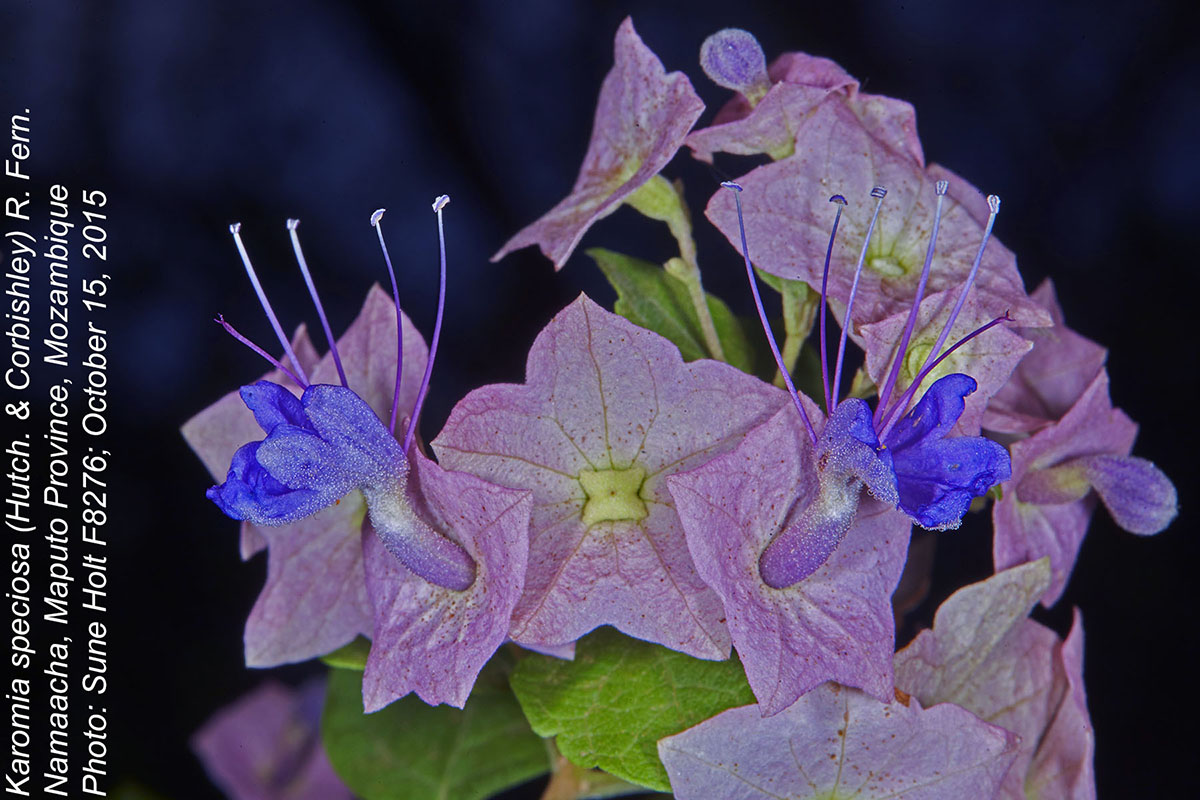 Karomia speciosa