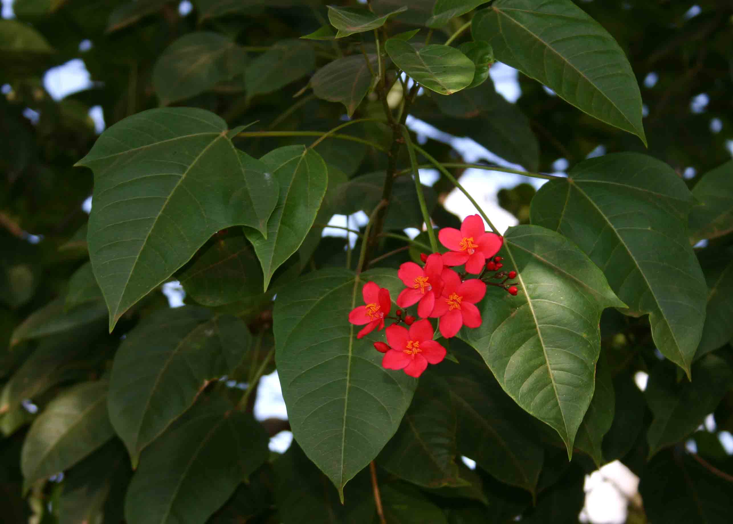 Jatropha integerrima