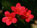 Jatropha integerrima