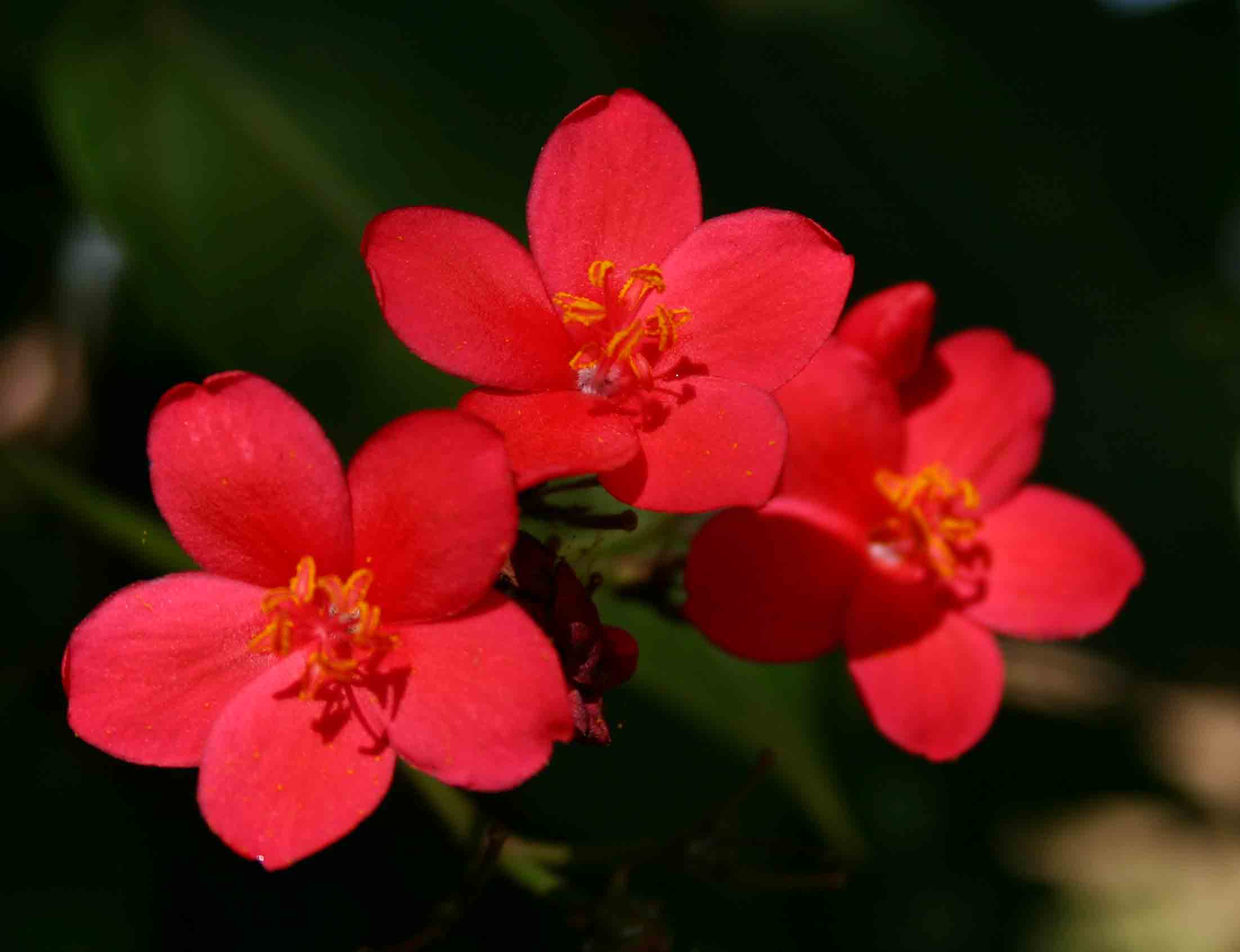 Jatropha integerrima