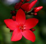 Jatropha integerrima