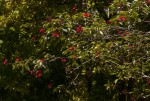 Jatropha integerrima