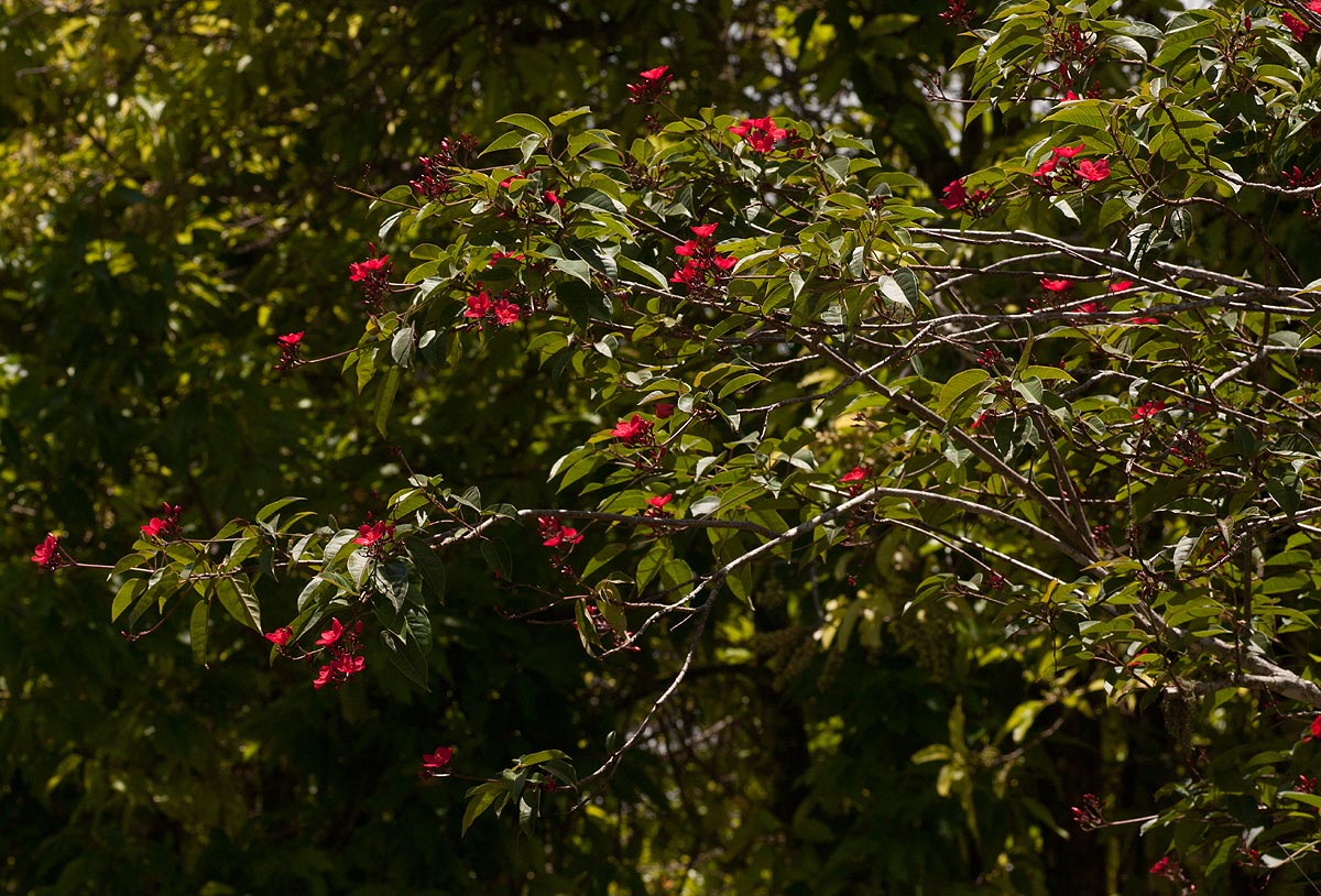 Jatropha integerrima