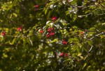 Jatropha integerrima