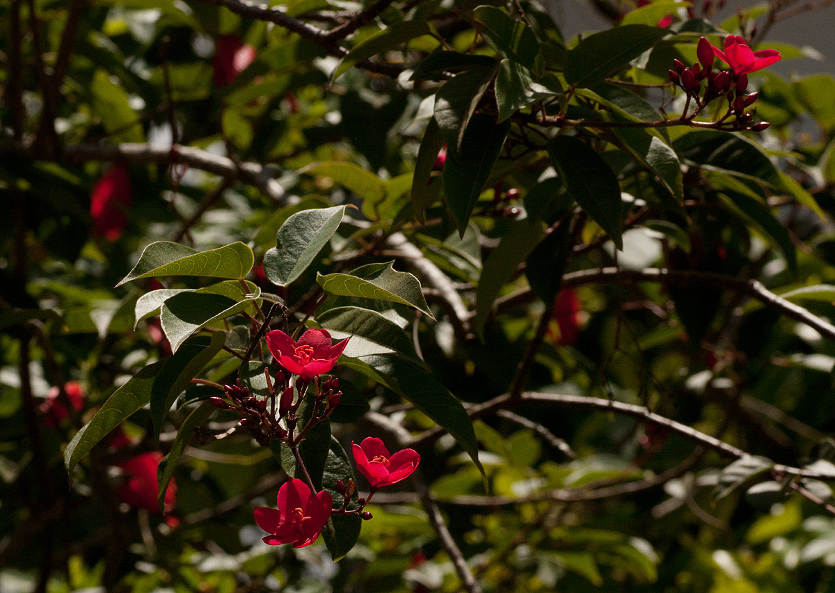 Jatropha integerrima