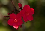 Jatropha integerrima