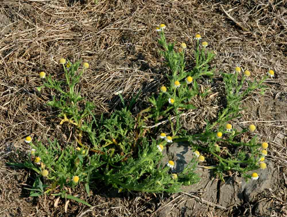 Gyrodoma hispida