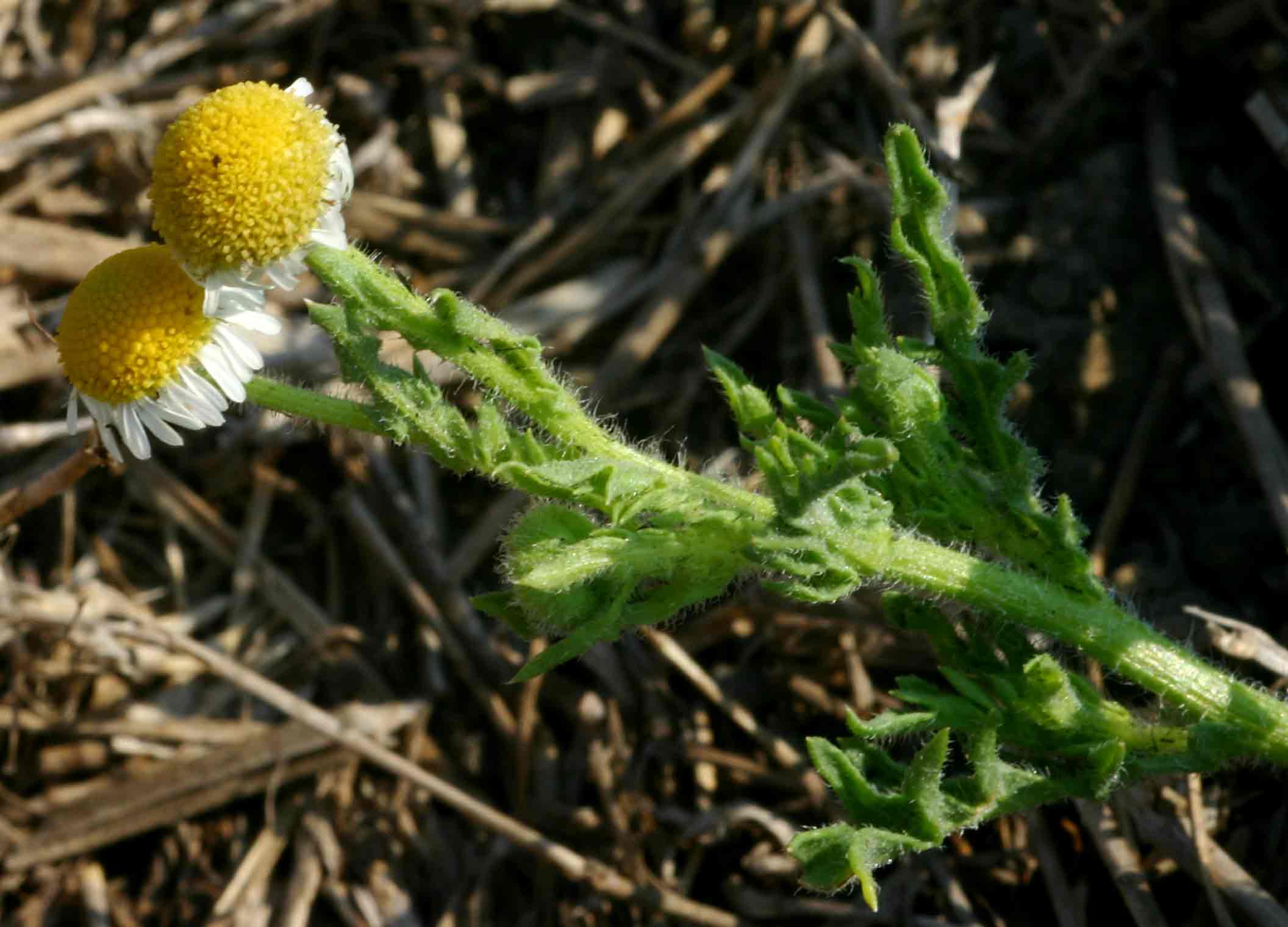 Gyrodoma hispida