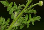 Gyrodoma hispida