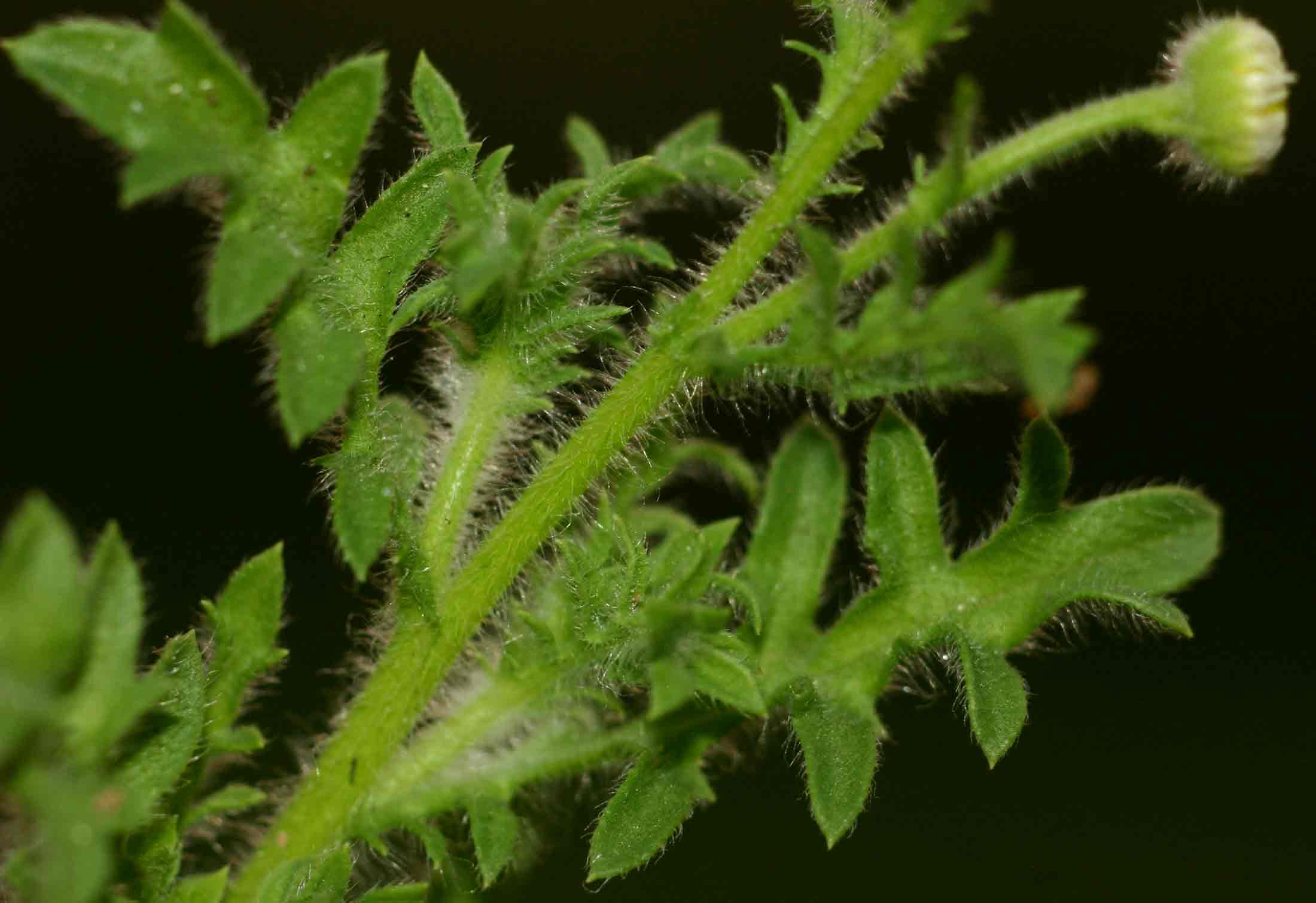 Gyrodoma hispida