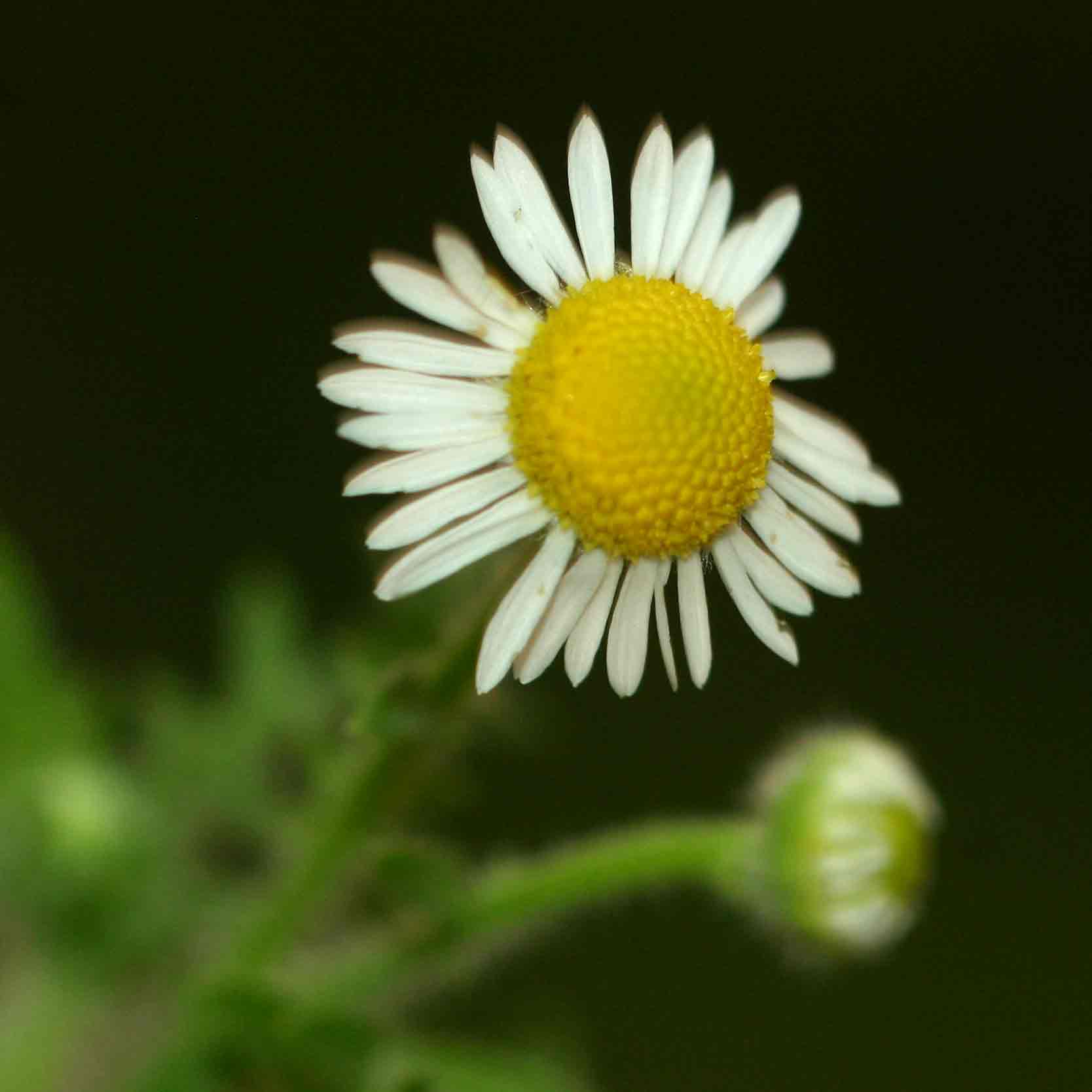 Gyrodoma hispida
