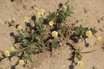 Gyrodoma hispida