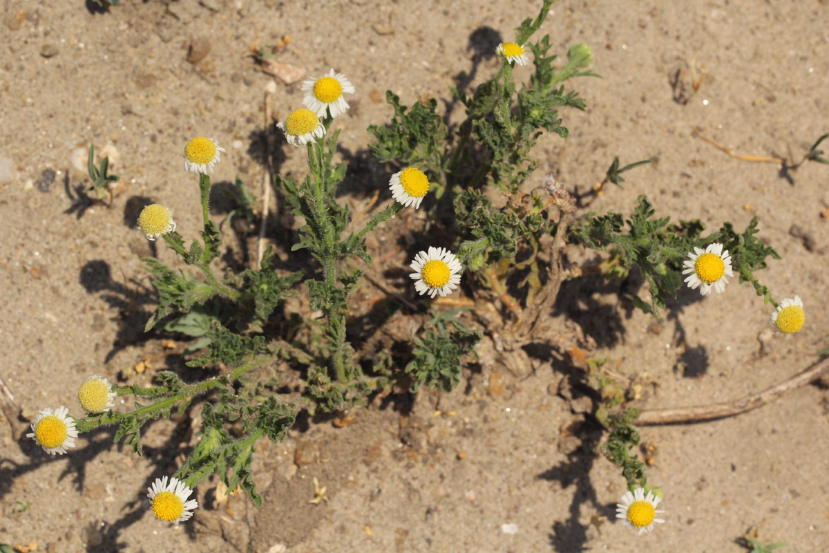 Gyrodoma hispida