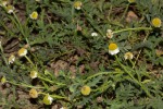 Gyrodoma hispida