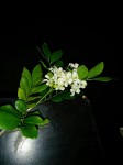 Murraya paniculata