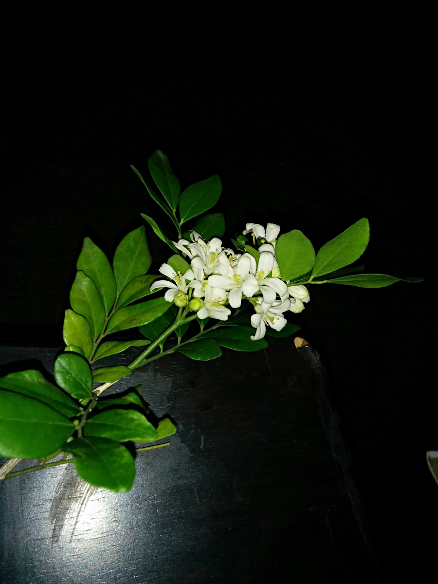 Murraya paniculata