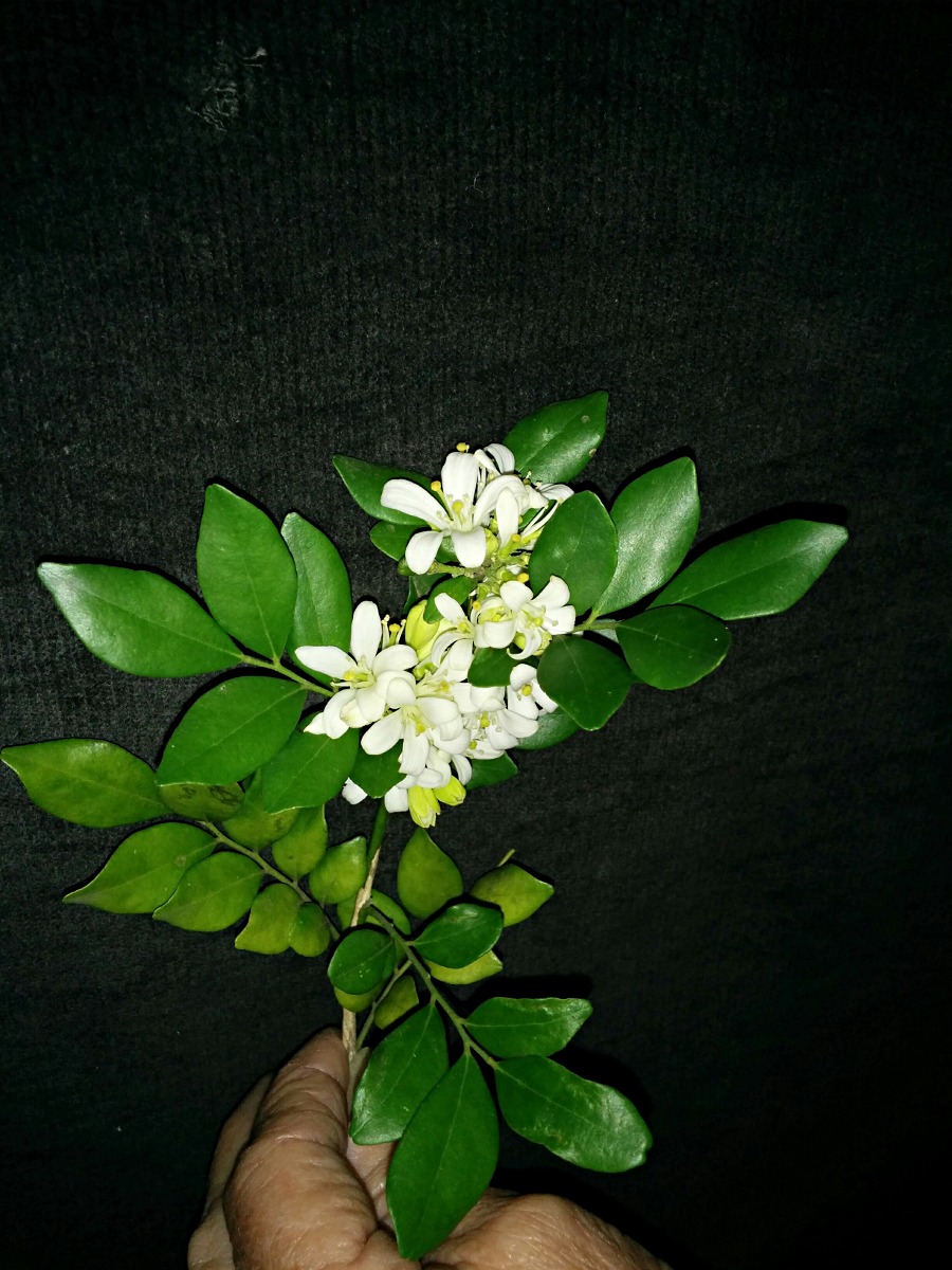 Murraya paniculata
