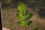 Murraya paniculata