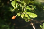 Murraya paniculata