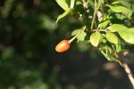 Murraya paniculata