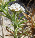 Helichrysopsis septentrionalis