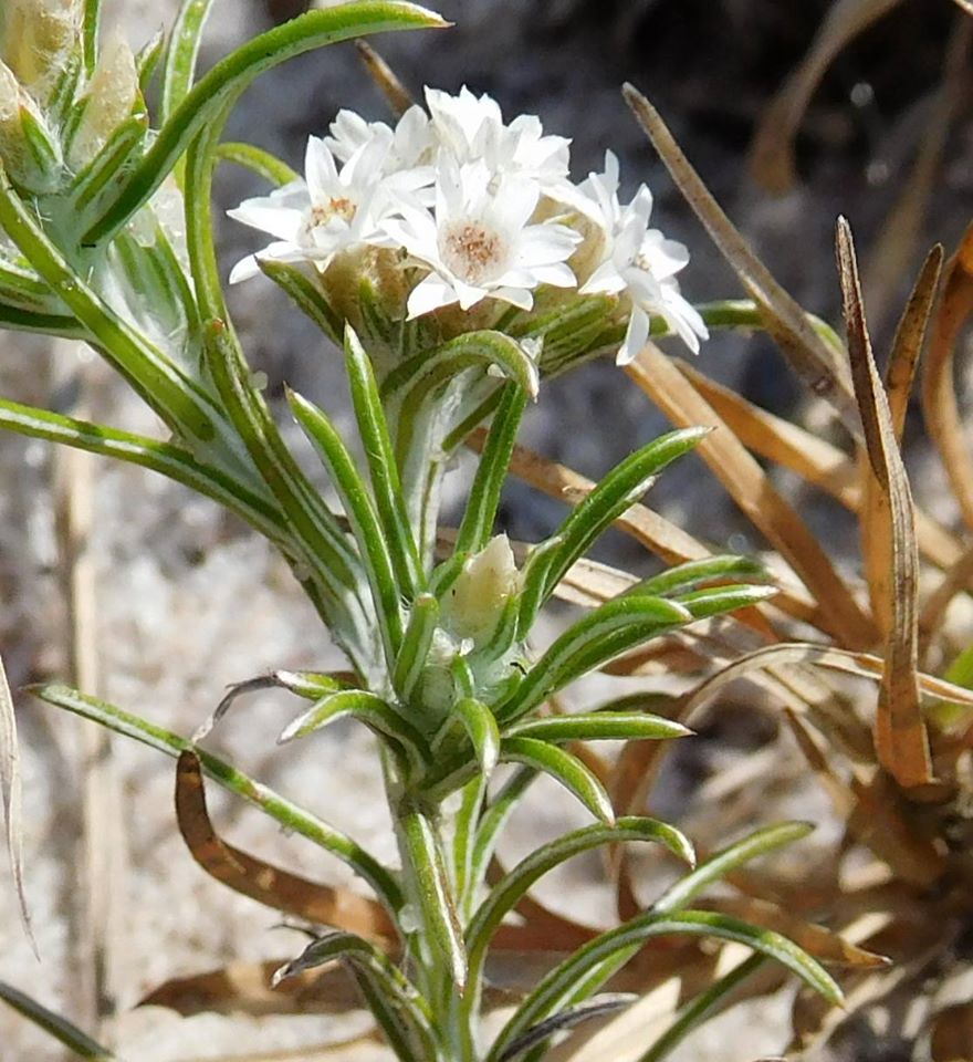 Helichrysopsis septentrionalis
