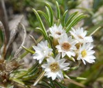 Helichrysopsis septentrionalis