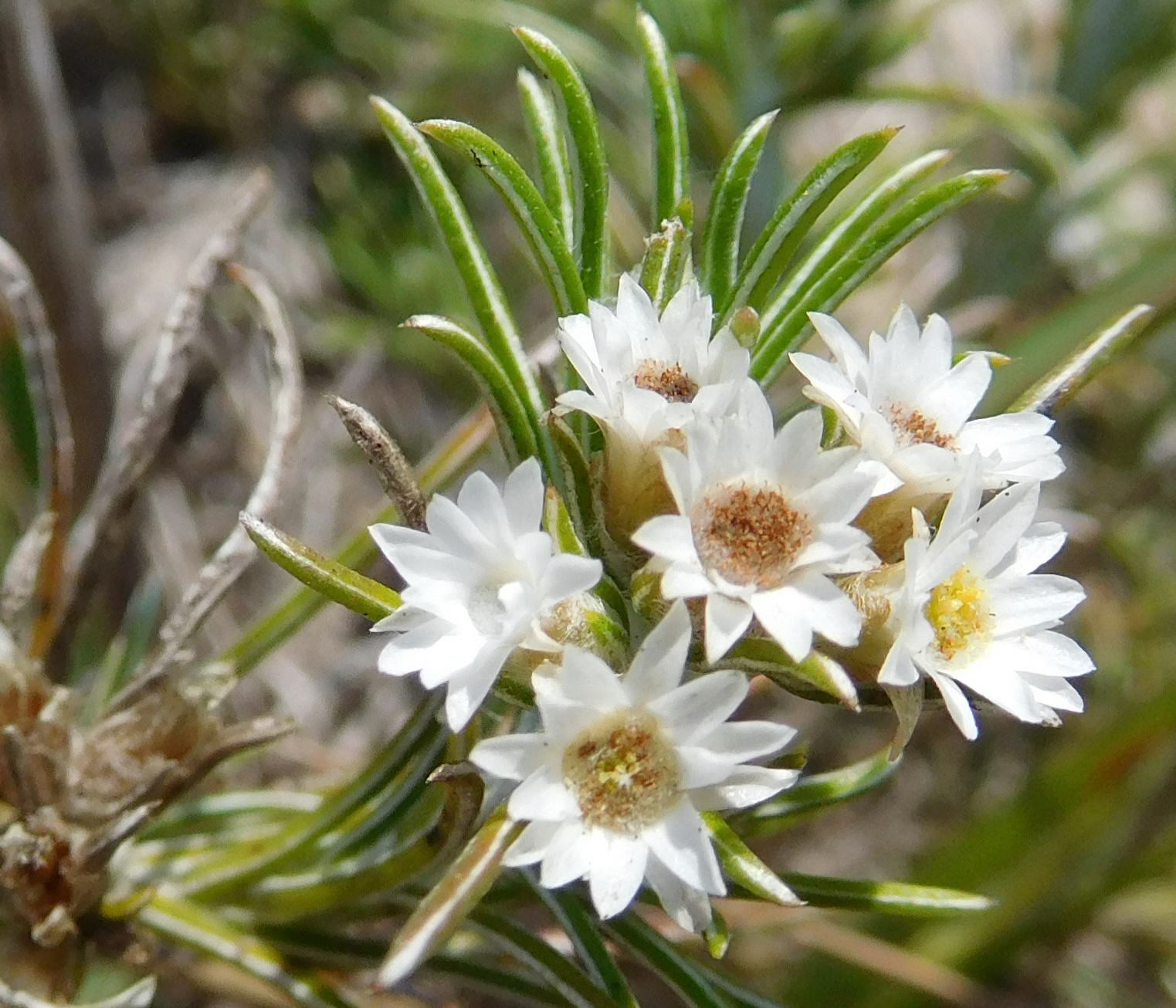 Helichrysopsis septentrionalis