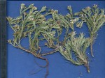 Helichrysopsis septentrionalis