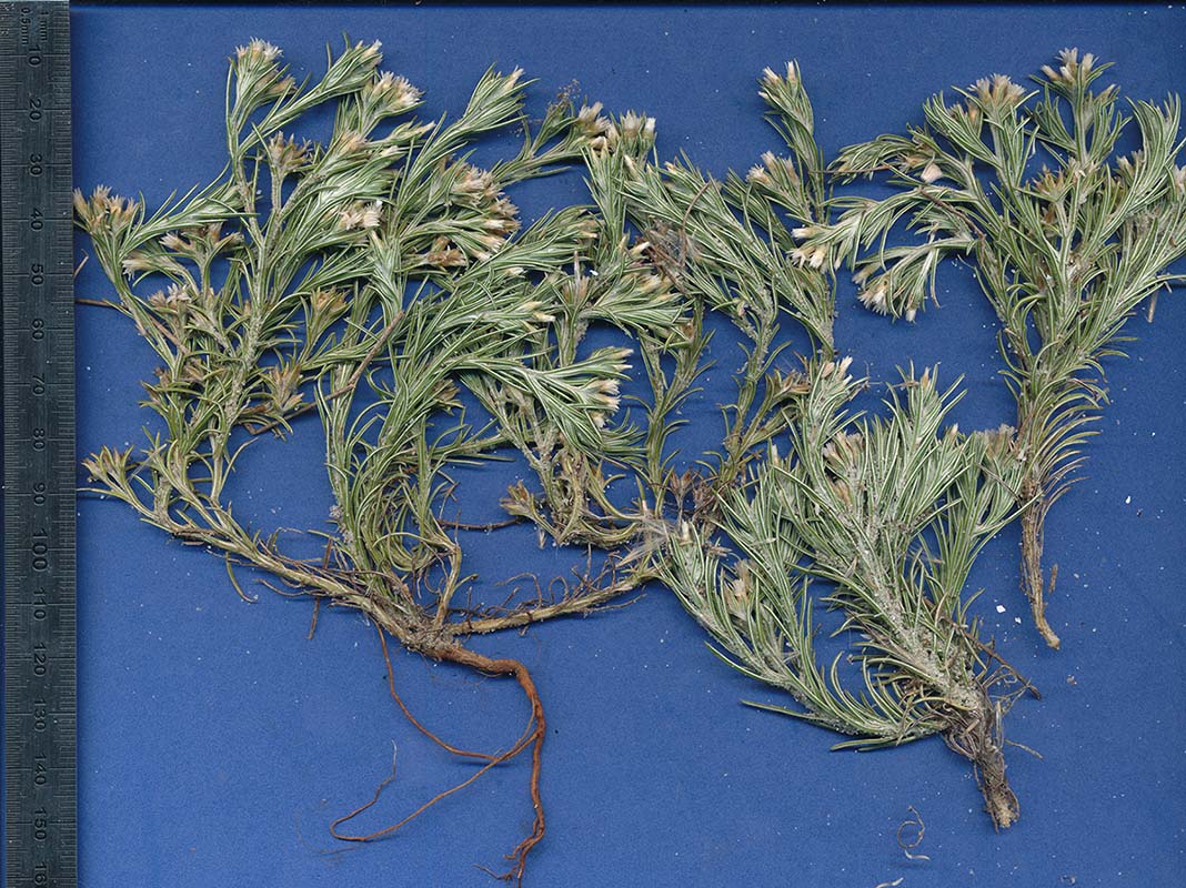 Helichrysopsis septentrionalis