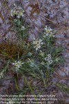 Helichrysopsis septentrionalis