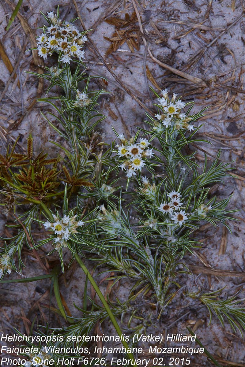 Helichrysopsis septentrionalis