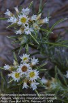 Helichrysopsis septentrionalis