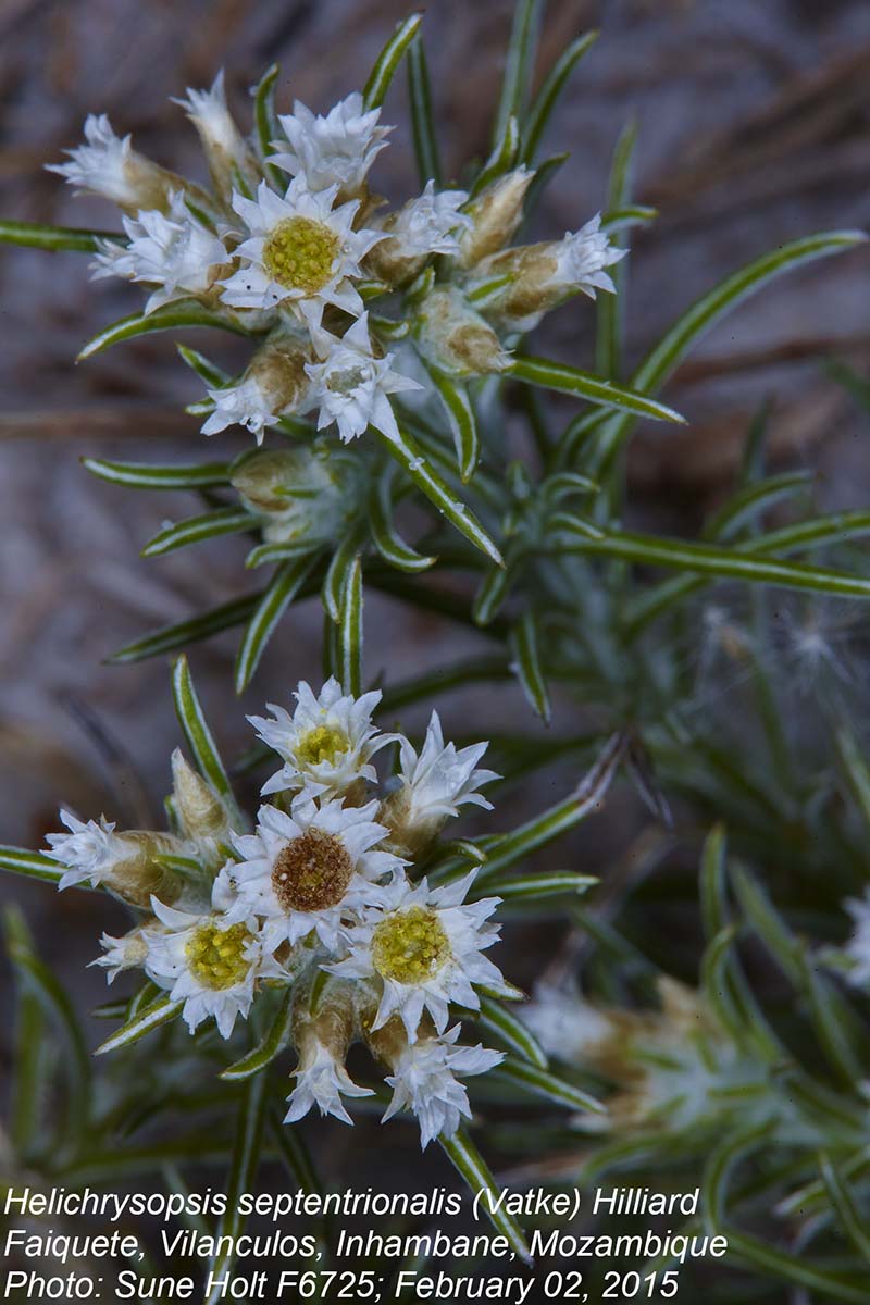 Helichrysopsis septentrionalis