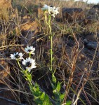 Callilepis laureola