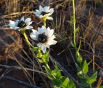 Callilepis laureola