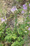 Cleome stricta