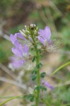Cleome stricta