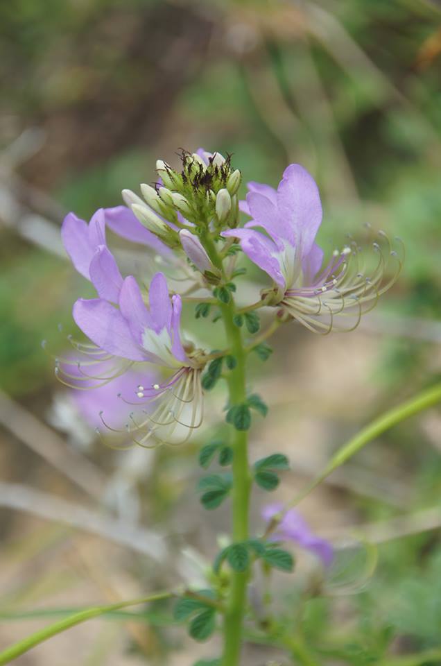 Cleome stricta