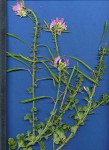 Cleome stricta