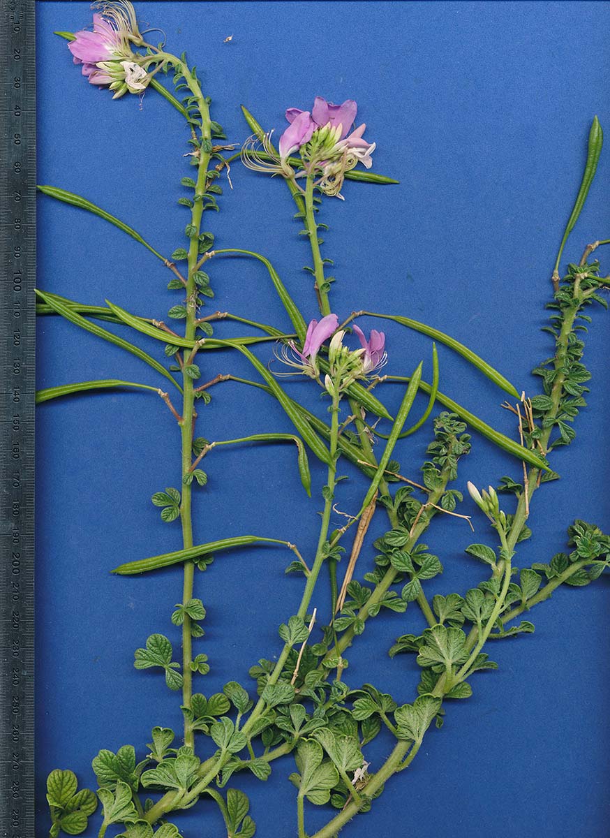 Cleome stricta