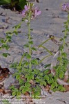 Cleome stricta