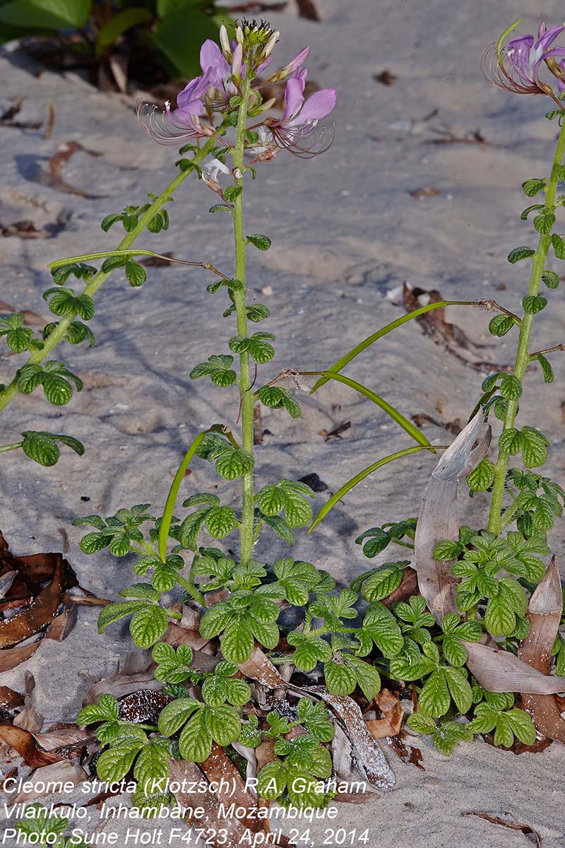 Cleome stricta